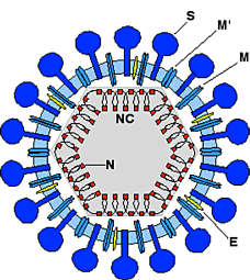 Coronavirus - skematisk billede