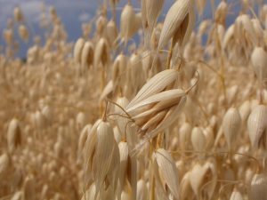 Havre indeholder gluten, men der fndes specialfremstillet havre, som cøliakipatienter kan tåle