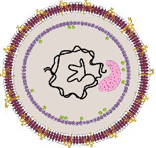 Hepatitisvirus
