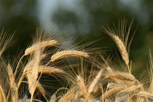 Hvede har en høj koncentration af gluten og bør defor undgås af cøliakipatienter