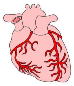Kranspulsårerne i hjertet