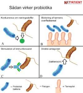 Probiotikas virkemåde i tarmene