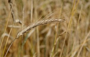 Rug - som f.eks. indgår i rugbrød - indeholder gluten